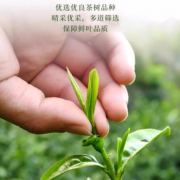 祁野黄山毛峰2026新茶特级安徽浓香春茶茶叶自己喝云雾绿茶毛尖